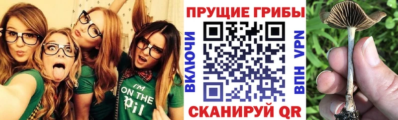 Галлюциногенные грибы мицелий  Щучье 